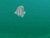 Выстрели в рыбу