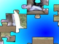 Забавные щенки