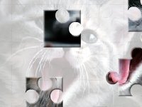 Маленький котенок