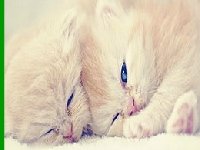 Спящие котята