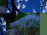 Молодой волк