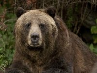 Медведь Гризли