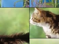 Кот на заборе