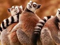 Уставшие обезьяны