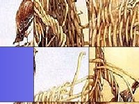 Птицы в кустах