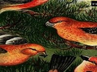 Забавные птички