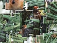 Маленькая белка