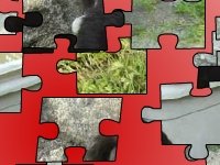 Маленькие котята