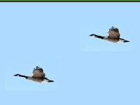 Охотник на уток