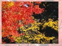 Осенние листья