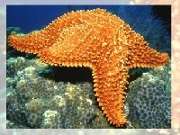 Морская звезда