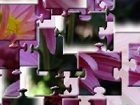 Хризантема