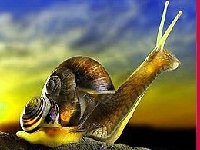 Маленькая улитка