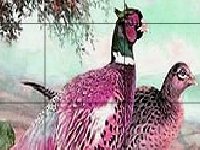 Лесные птицы