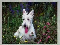 Разные собаки