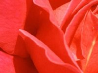 Красная роза 2