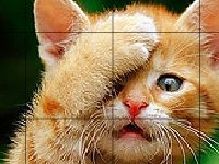 Забавный кот