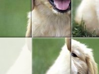 Милая собака