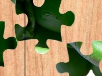 Зеленое яблоко