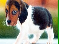 Забавный щенок 3