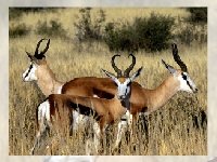 Олень — Пазл