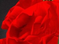 Красные розы