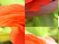 Фото цветка