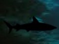Потерянная акула